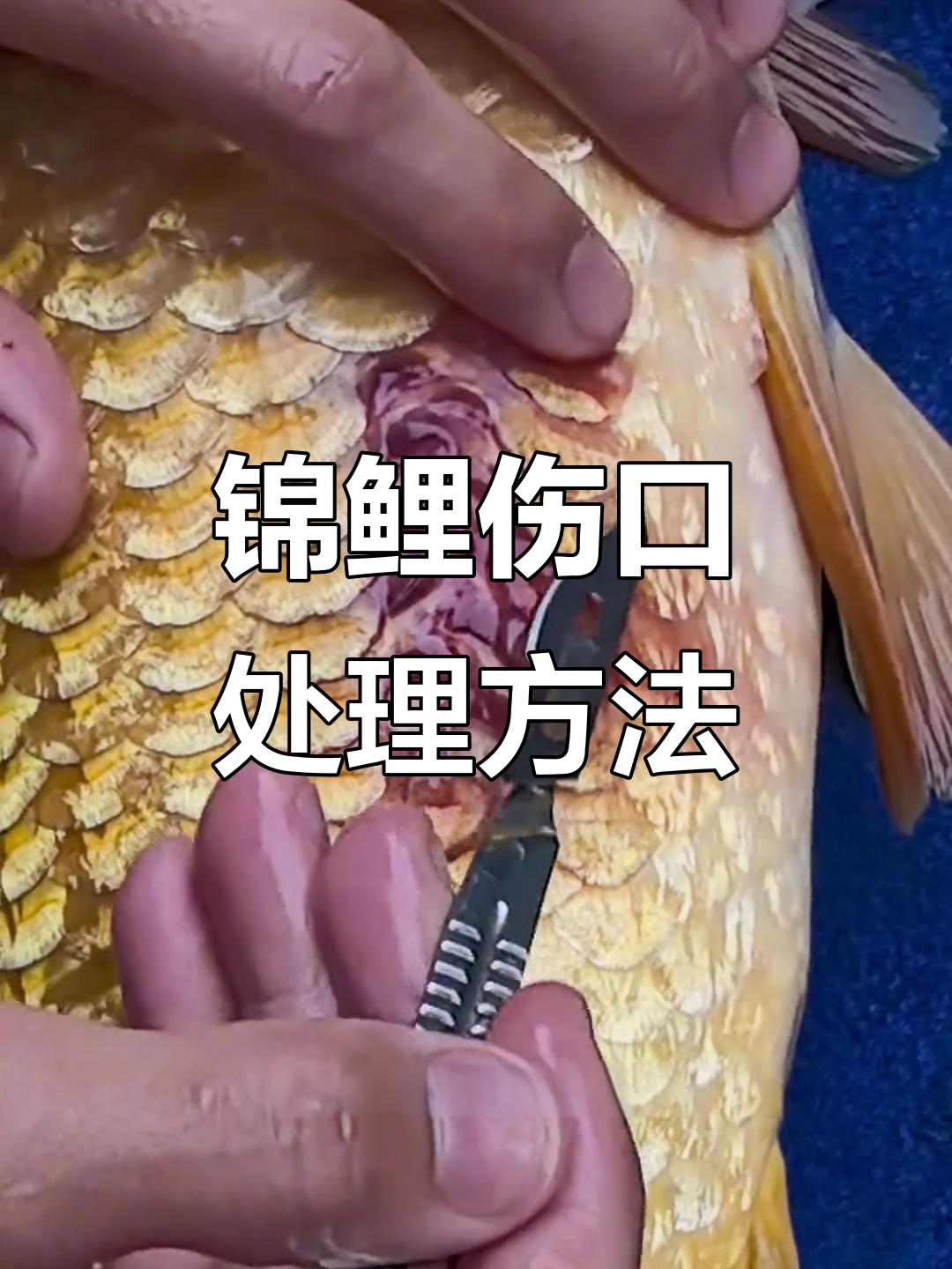 锦鲤炸鳞烂身处理全攻略,手把手教你操作