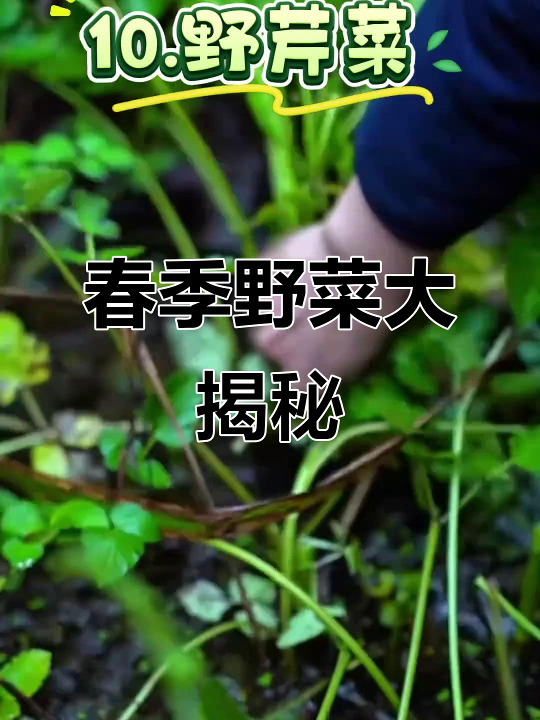 春天野菜大比拼,名字与做法等你来揭秘!