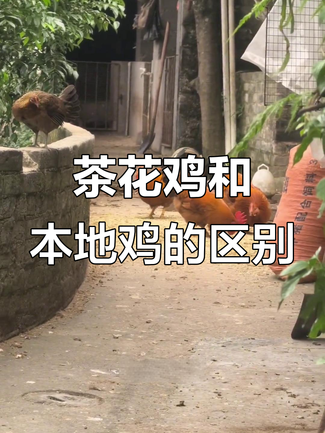 茶花鸡与广西土鸡的体型差异,一看就懂