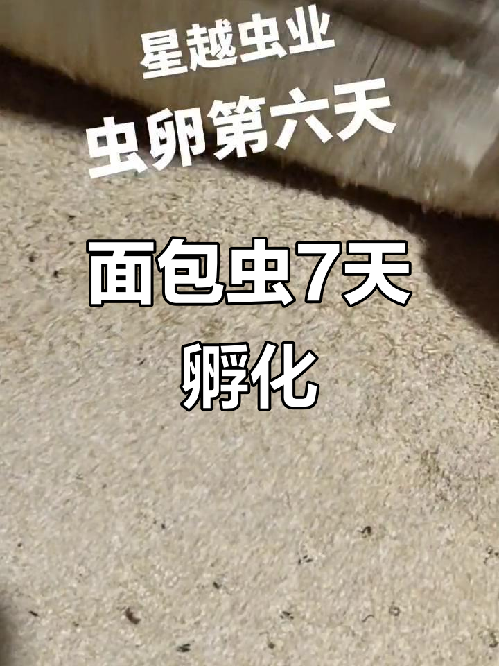 面包虫卵7天就能孵化,快速了解成长过程