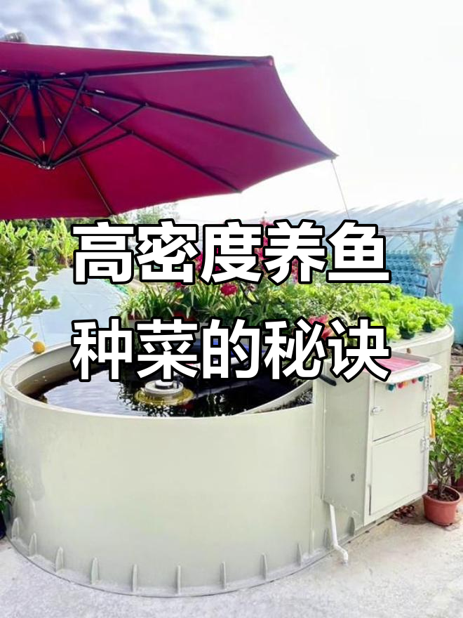 鱼菜共生系统：高密度养殖与生态过滤的完美结合