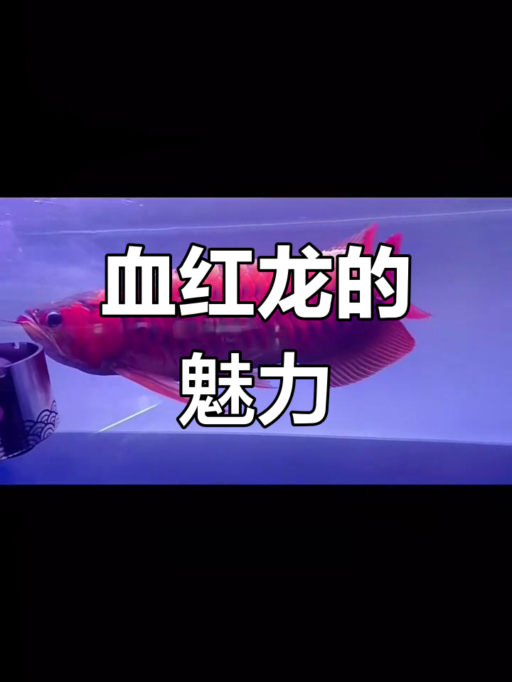 血红龙:世界上最昂贵的观赏鱼