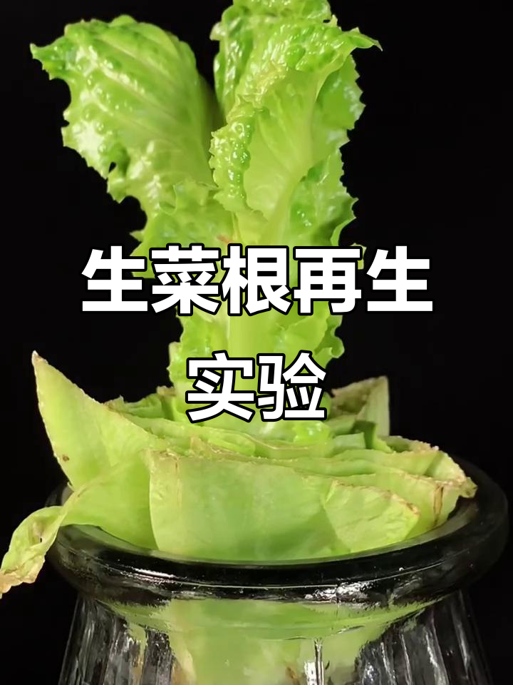 切下生菜根,放水里竟能继续生长!两周延时见证奇迹