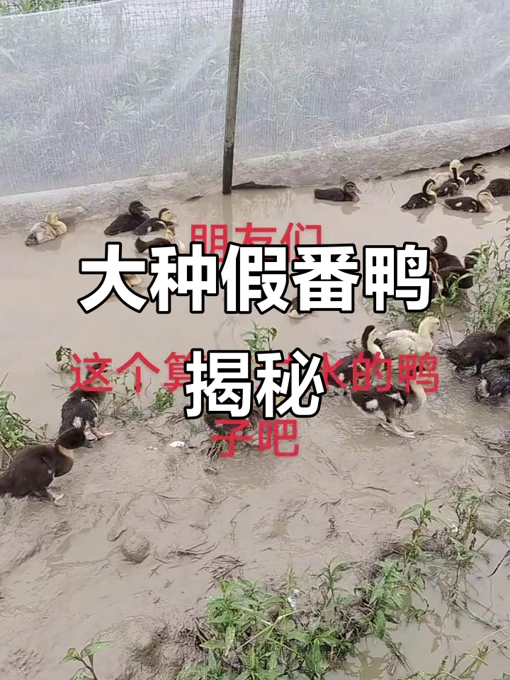 假番鸭与麻鸭的奇妙对比,两百元买一只超值!