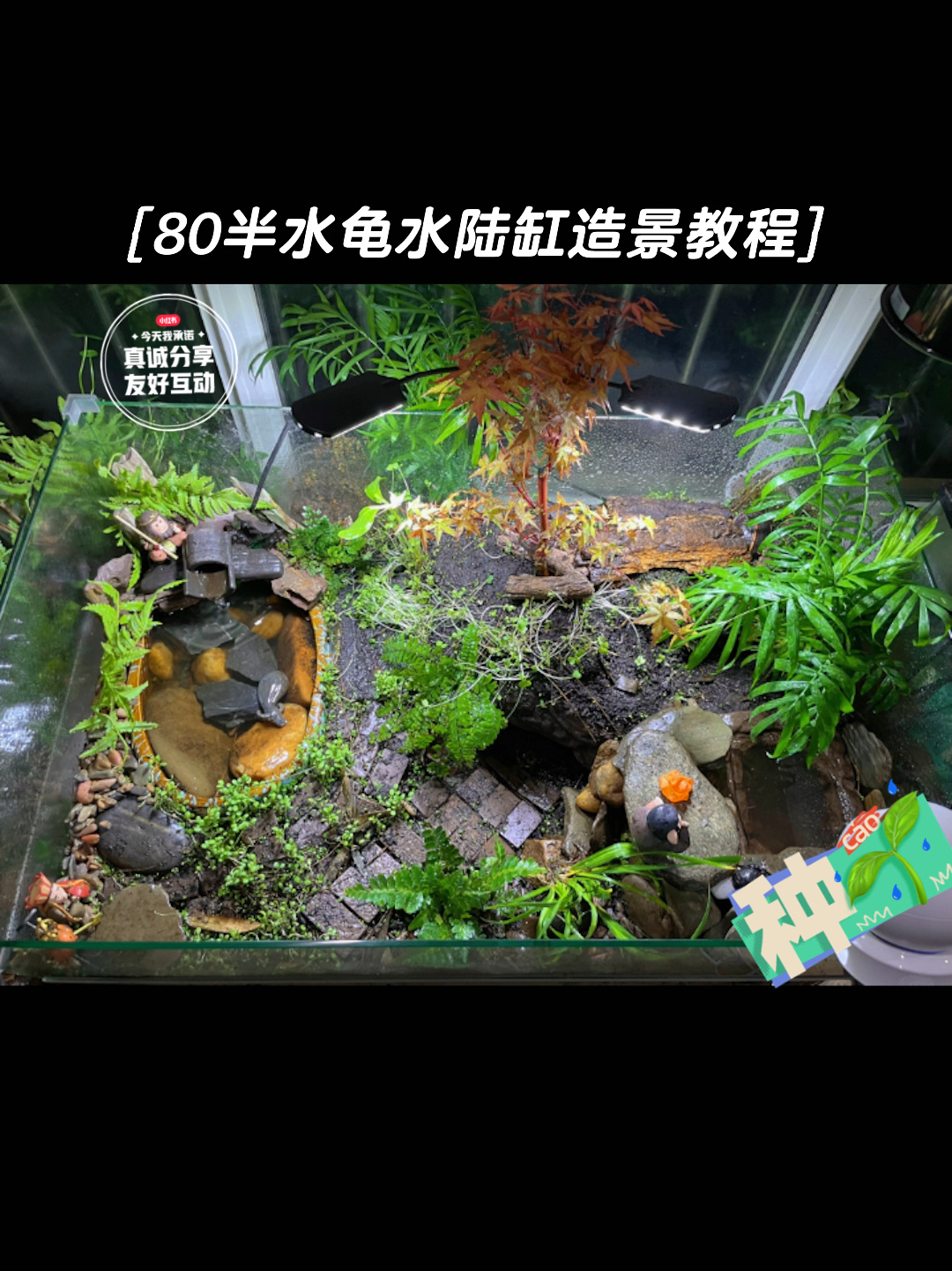 80半水龟水陆缸造景教程(后续篇)