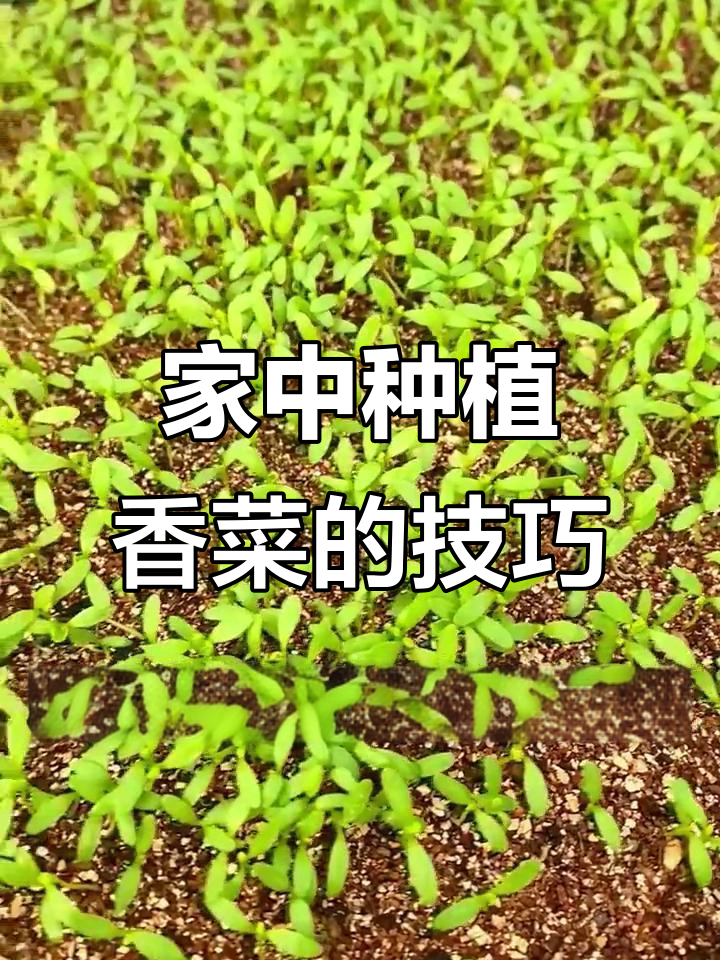 如何在阳台种香菜,简单步骤教你快速发芽