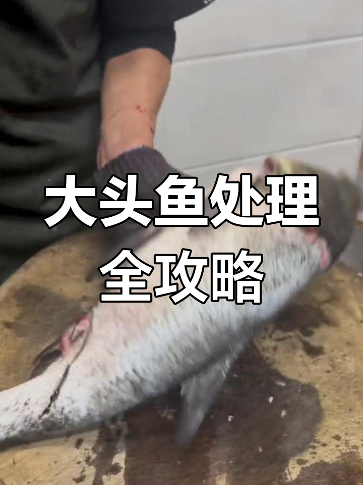 完整步骤教你杀大头鱼,轻松去鳞切片