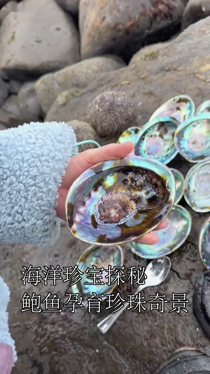 海洋珍宝探秘,鲍鱼孕育珍珠奇景