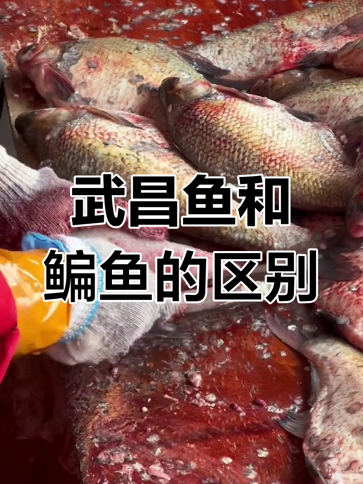 武昌鱼与鳊鱼的差异解析