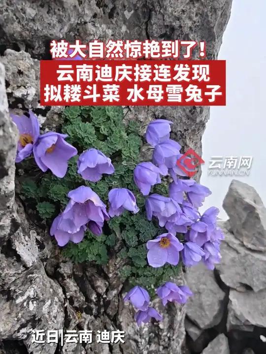 被大自然惊艳到了!云南迪庆接连发现拟耧斗菜、水母雪兔子。高原珍稀植物