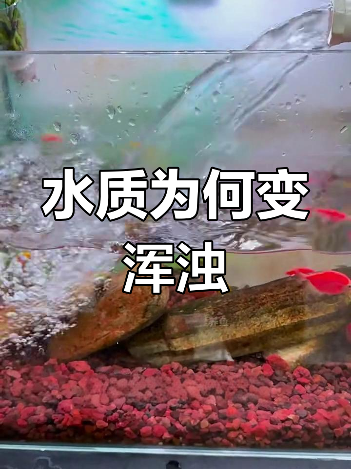 鱼缸水质变浑浊的原因及解决方法
