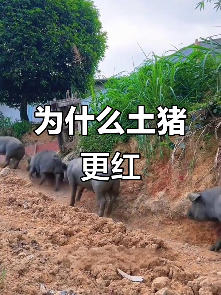 土猪肉为何颜色更深？散养与圈养的差别揭秘