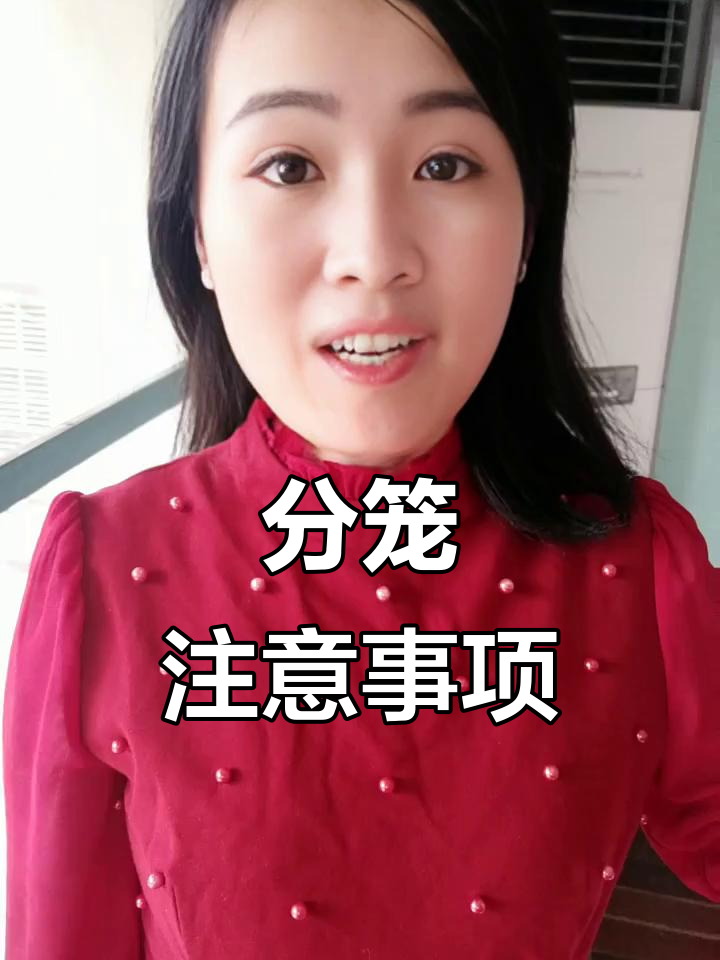 肉鸡分笼技巧大揭秘,如何避免应激反应