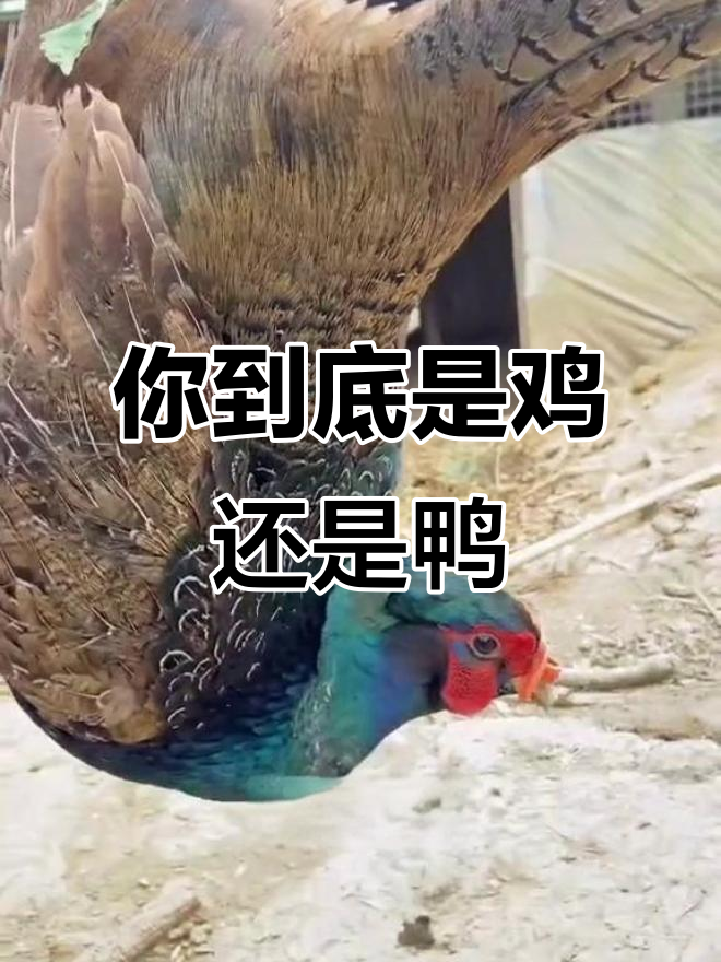 你是鸡还是鸭?七彩孔雀蓝山鸡与欧气满满的鸭子大比拼