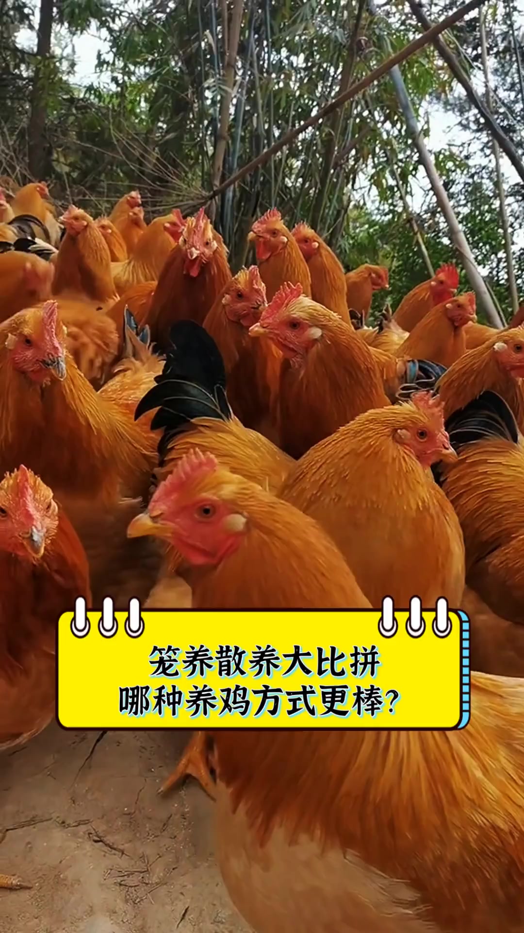 笼养散养大比拼,哪种养鸡方式更棒?