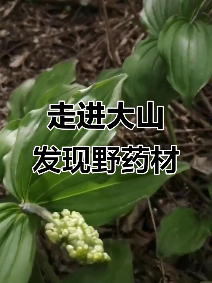 探秘野生药材:香玉竹、鹿路药与梅花鹿的故事