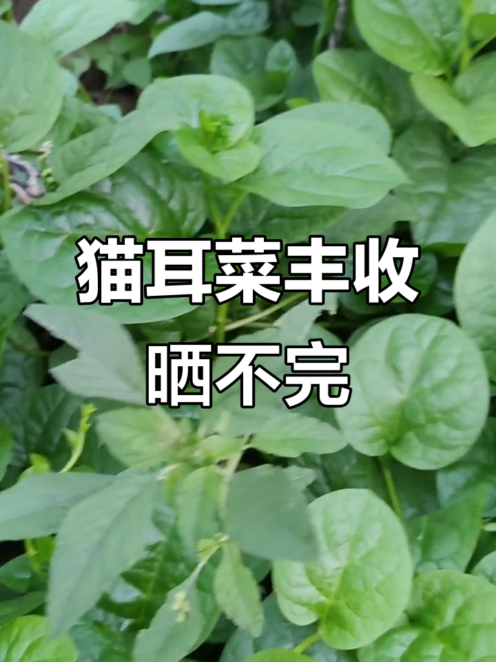 猫耳菜长得太猛,摘都摘不完!