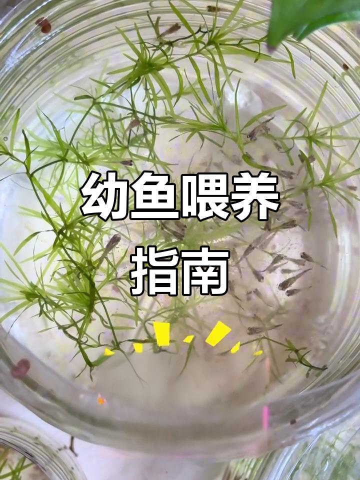 新生孔雀鱼吃什么?快速成长秘诀大揭秘!