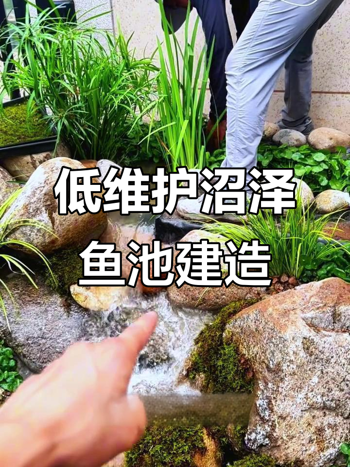 打造低维护沼泽鱼池,生态过滤与植物共生设计