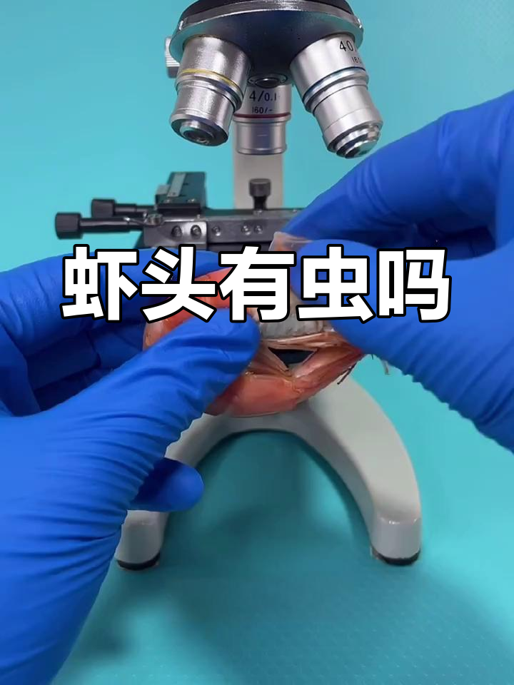 虾头煮熟后仍有寄生虫?显微镜下真相大揭秘