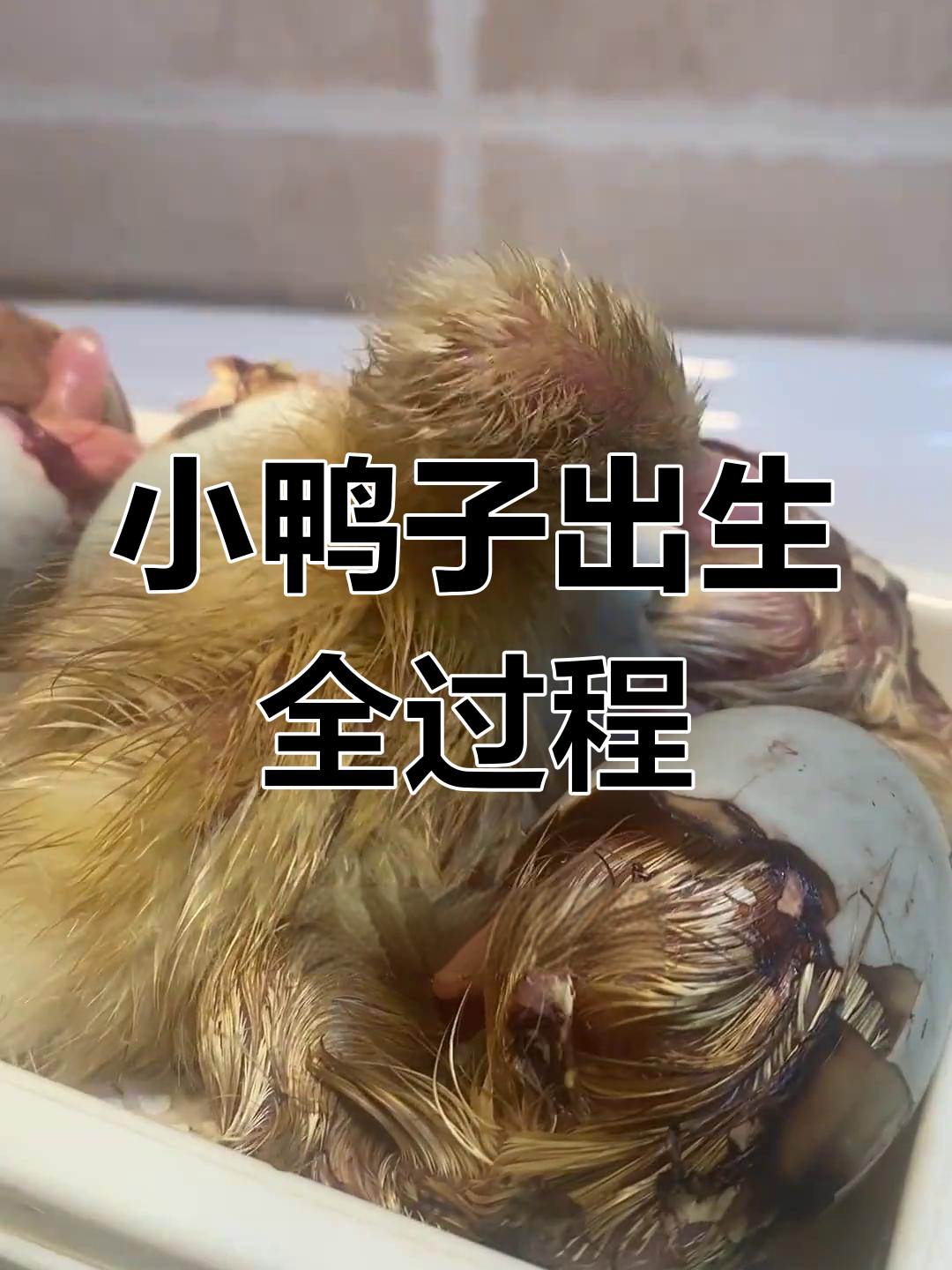 柯尔鸭孵化全程记录,小鸭子终于出壳了!