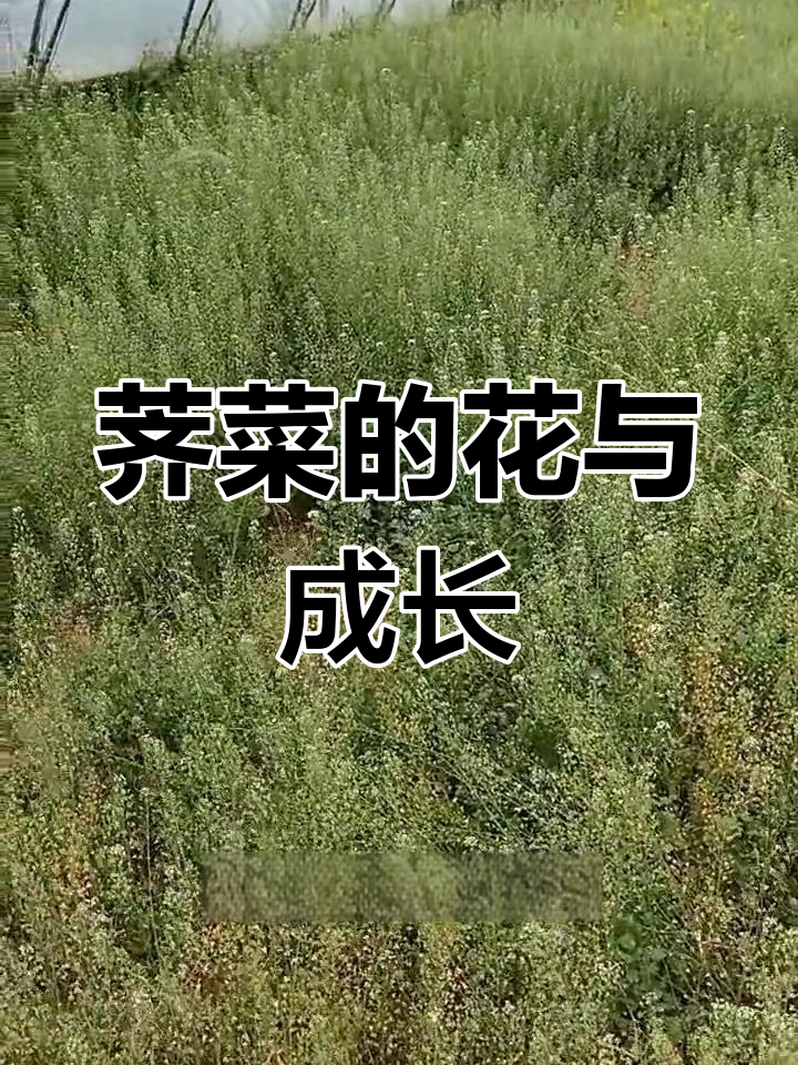荠菜:从嫩叶到开花,野花野菜的奇妙变化