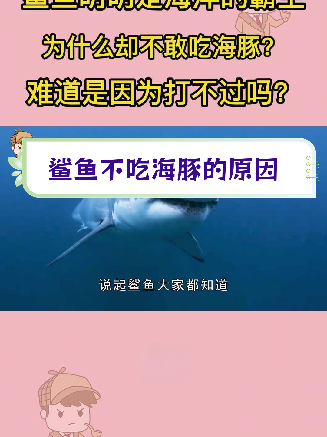 鲨鱼为何不敢吃海豚?