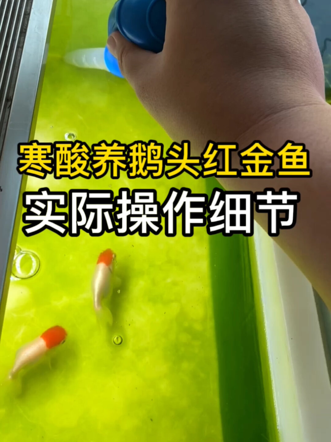 实操一下寒酸设备养鹅头红金鱼的日常操作