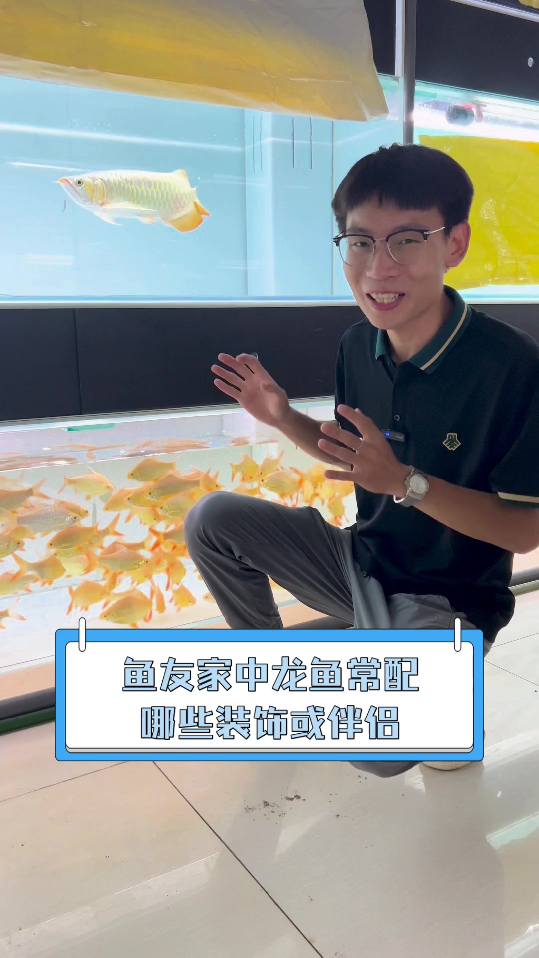 鱼友家中龙鱼常配,哪些装饰或伴侣