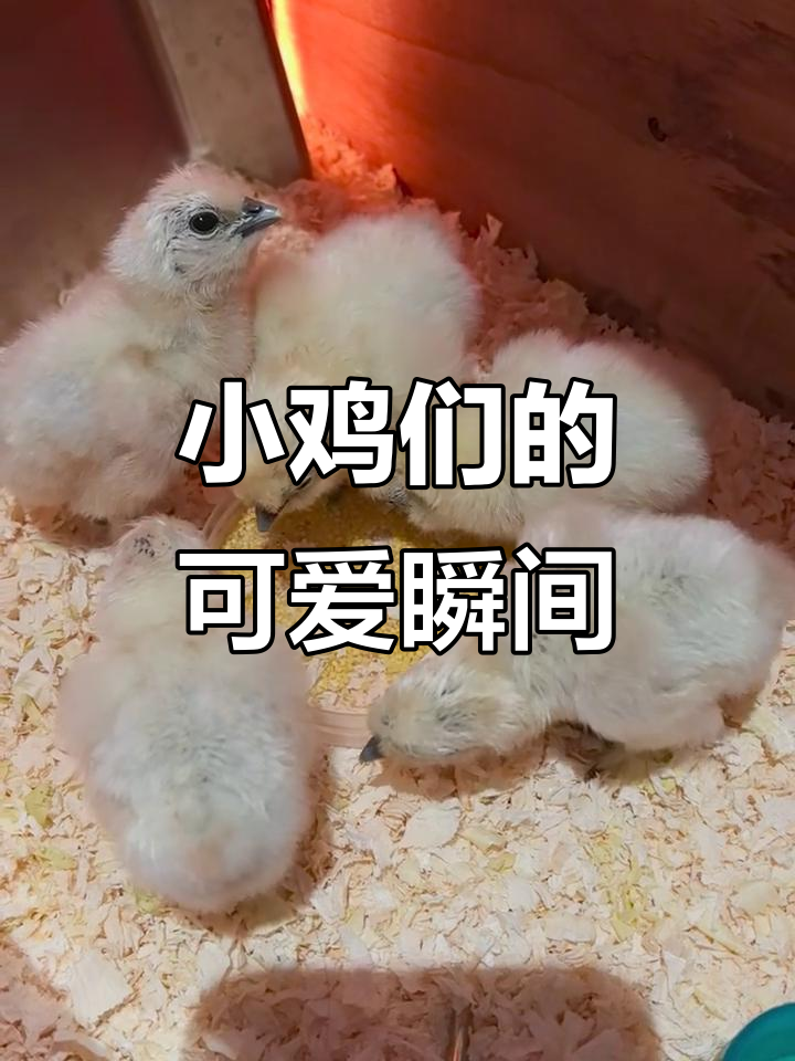 泰和白凤乌鸡,萌态十足的小生命