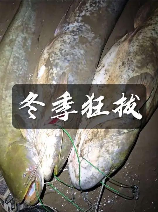 冬季就用臭鱼钓鲶鱼