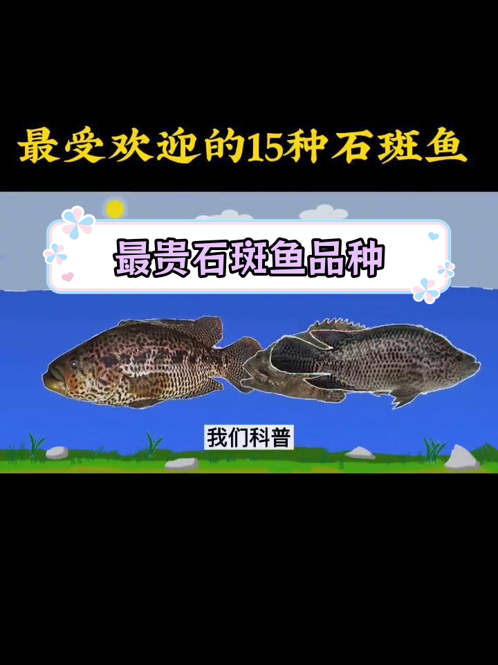 15种最受欢迎的石斑鱼,你吃过几种?