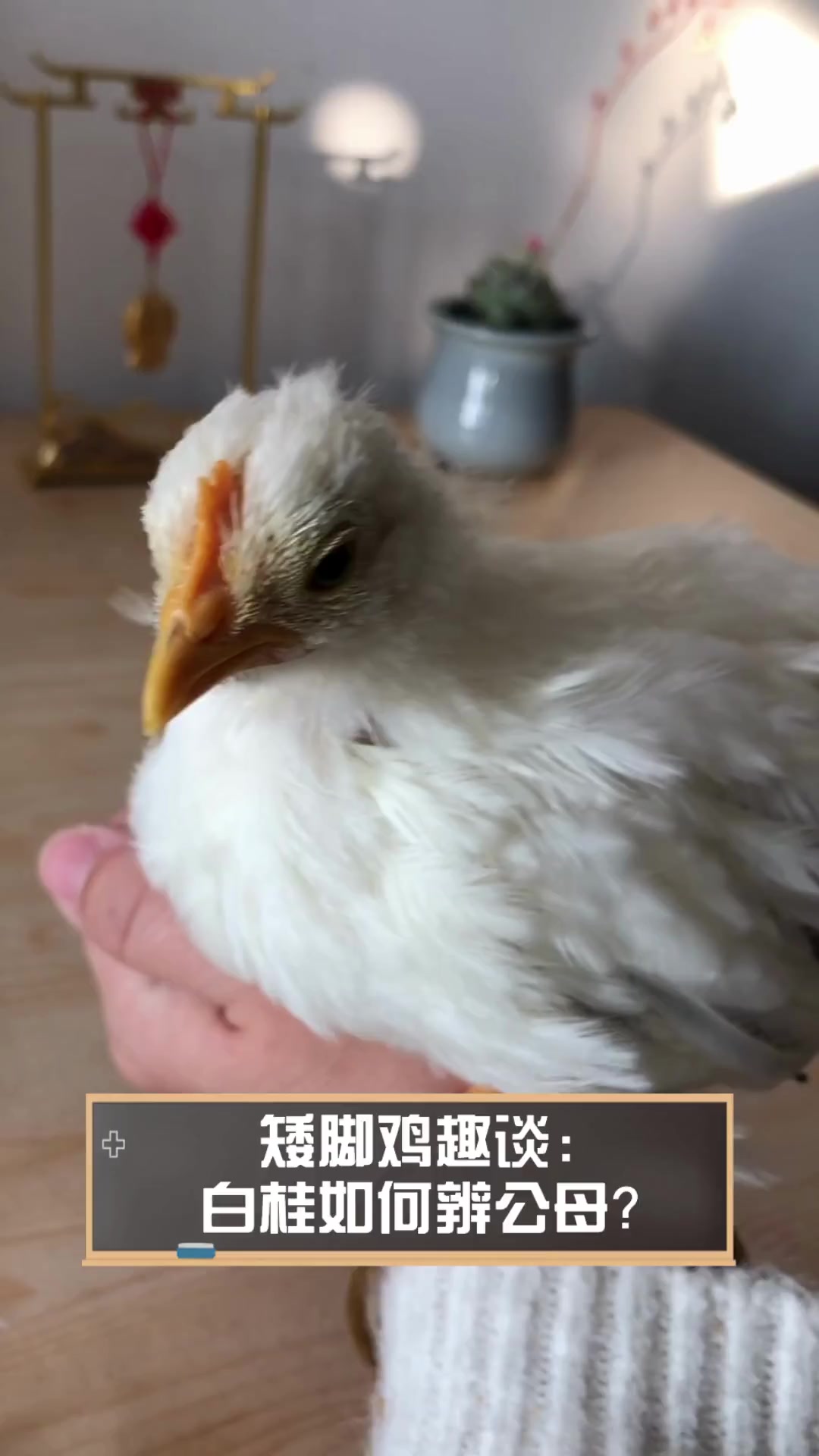 矮脚鸡趣谈:白桂如何辨公母?