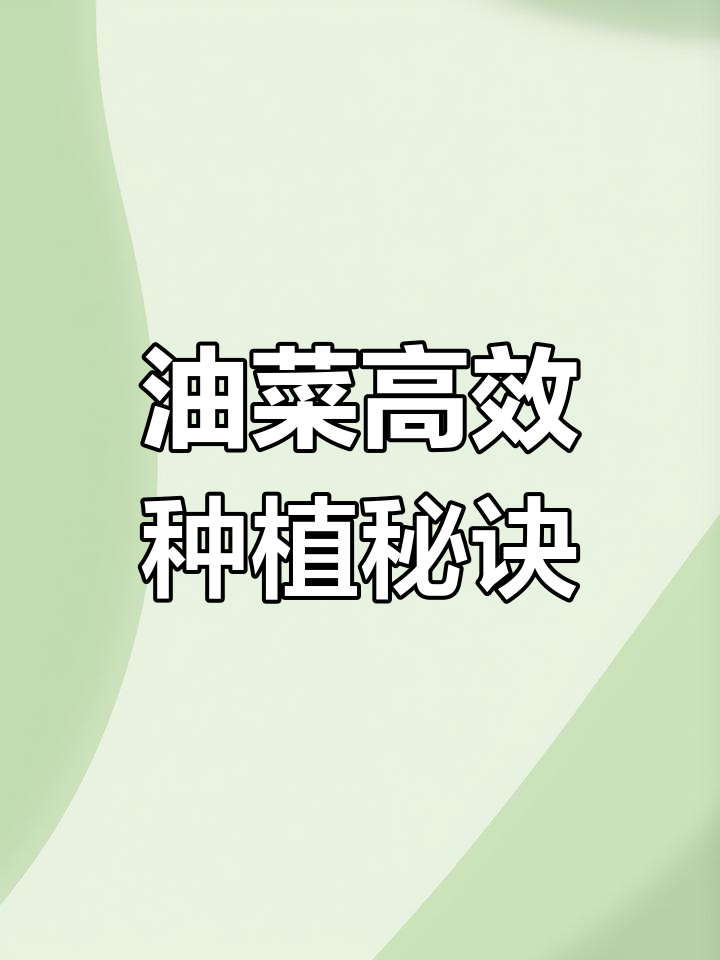油菜种植技巧:从播种到管理全攻略
