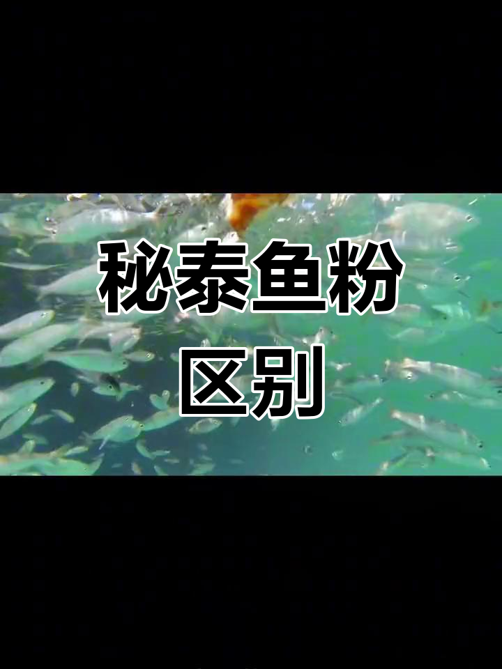 秘鲁鱼粉与泰国鱼粉的差异分析