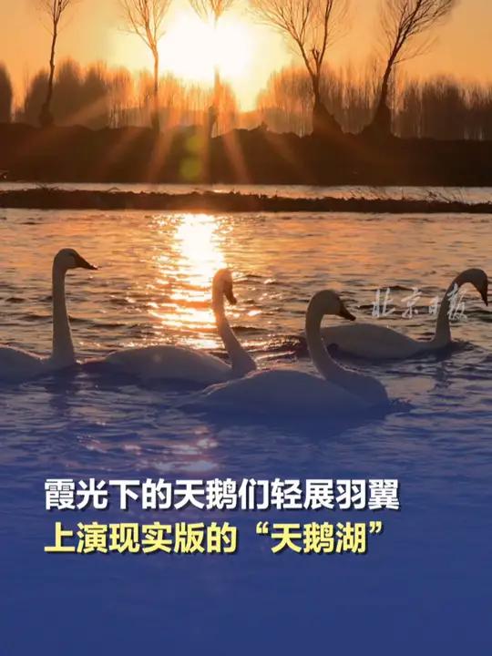 杨柳湾的天鹅们跳起天鹅湖「霞光下的天鹅们轻展羽翼,上演现实版的“天鹅湖”」近日,在辽宁北票