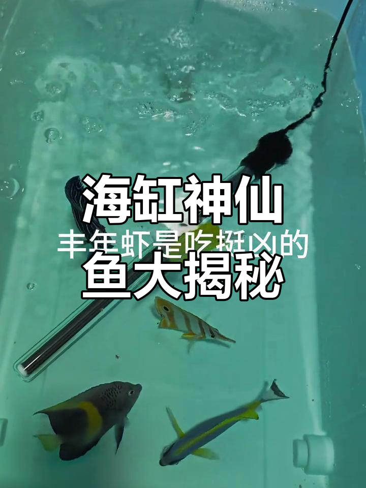 紫月神仙鱼与火焰仙的奇妙之旅,海水鱼的魅力尽显