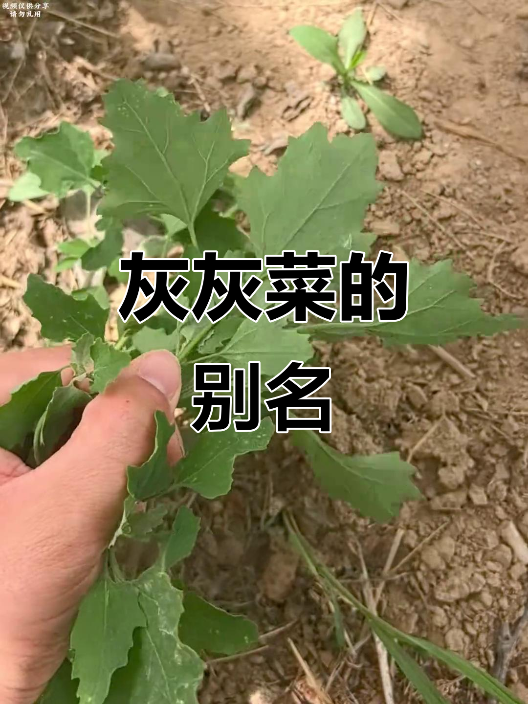 灰灰菜,灰色草本植物,各地名称各异
