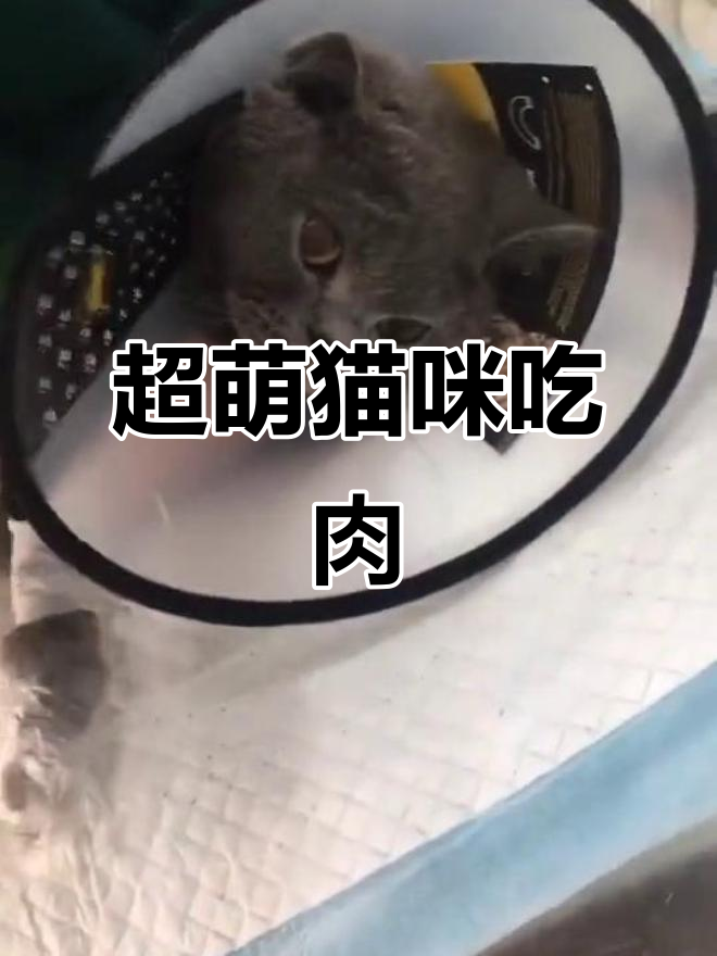 猫咪玩肉条,耳朵瞪大超萌!