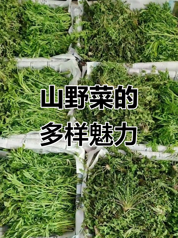 东北山野菜大集结,种类繁多,各具特色