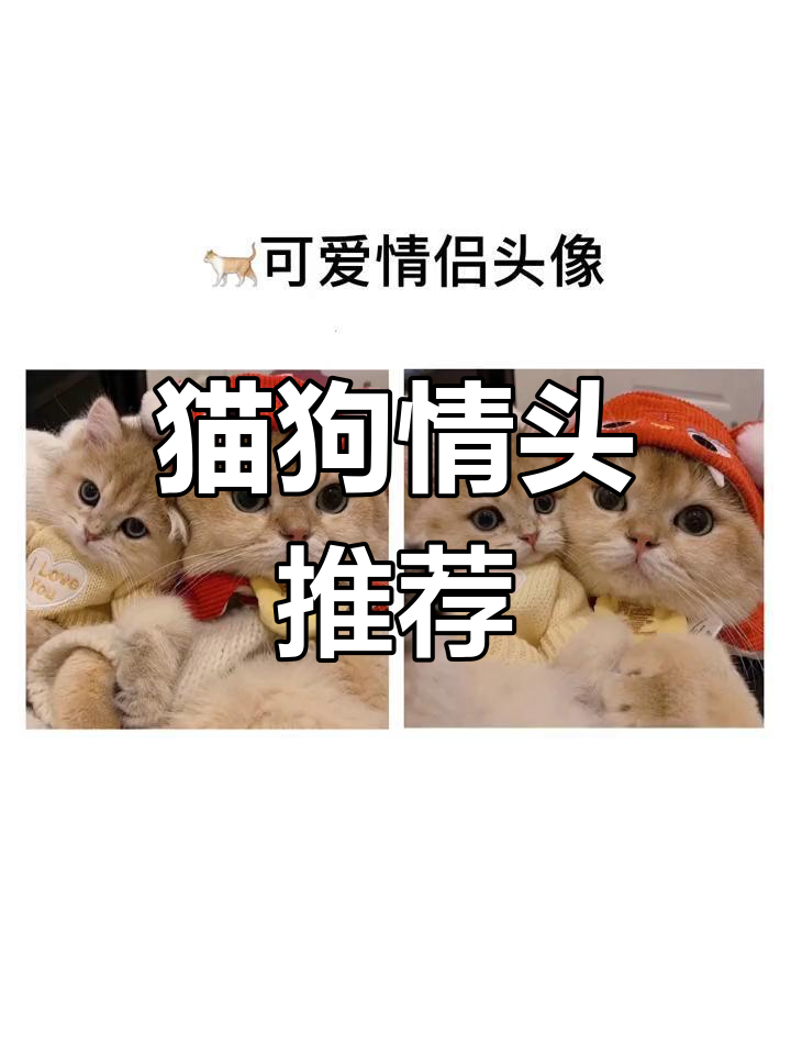 可爱猫咪与狗子情侣头像来袭