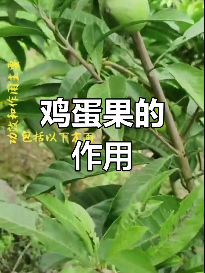 鸡蛋果的营养功效与作用