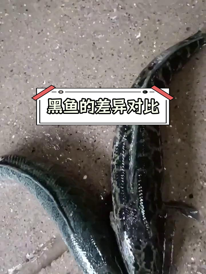 野生黑鱼与养殖的区别