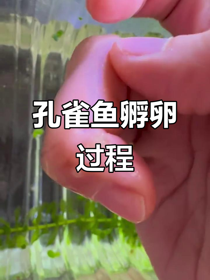 孔雀鱼孵化卵,刷下来放在小盒子里观察