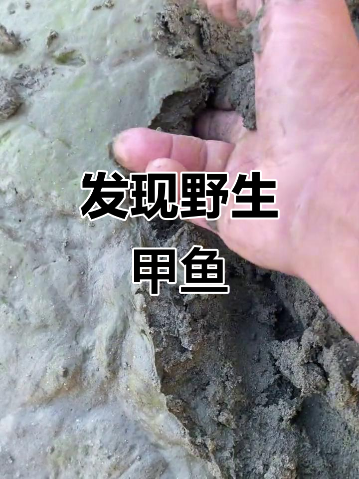 野外鱼塘惊现野生甲鱼,真实户外捕捉瞬间