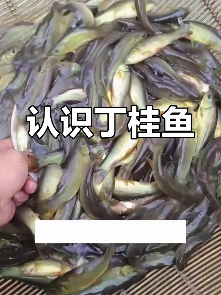 丁桂鱼:鱼类中的“医生”