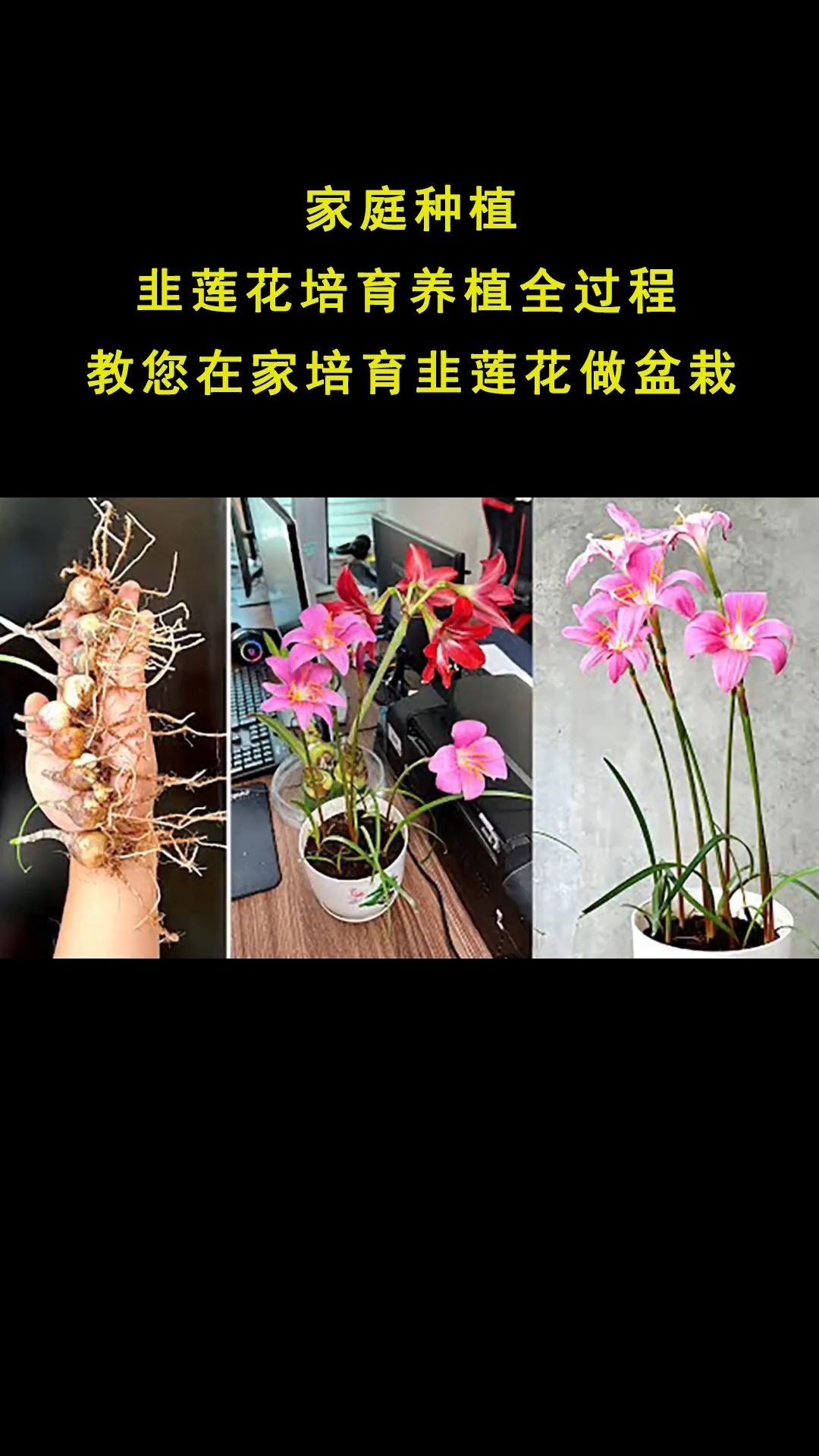 在家也可以培育出美美的韭莲花