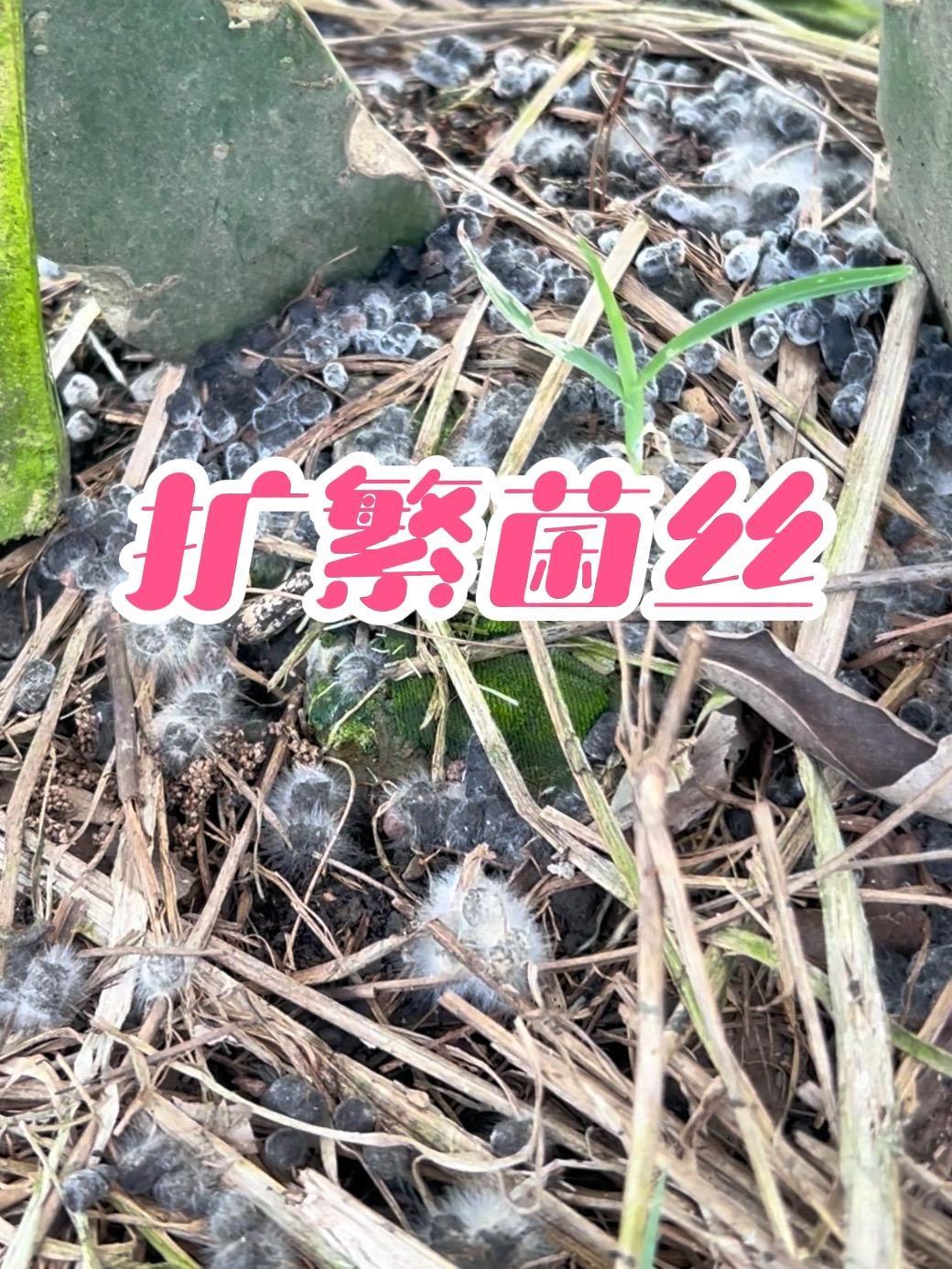 想你来的时候你不来！现在才来，全部都不要，你们这批花要吗？培养强大的关系扩繁大量有益菌丝改