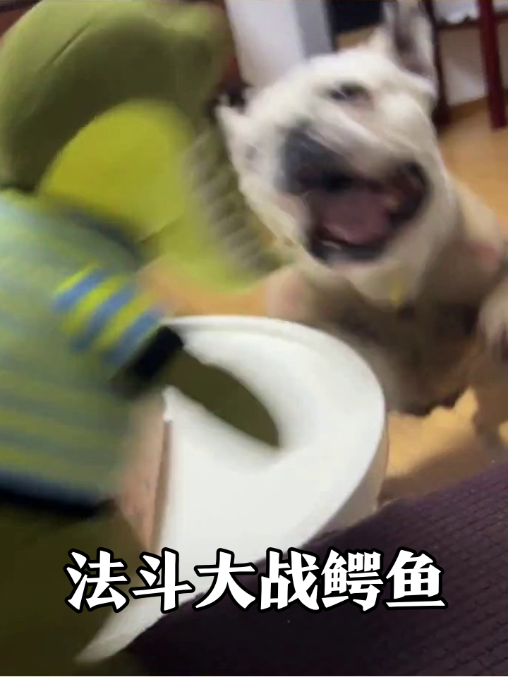 鳄鱼玩偶挑衅法斗,狗子气到扒桌,下一秒被怼脸后退,萌翻!