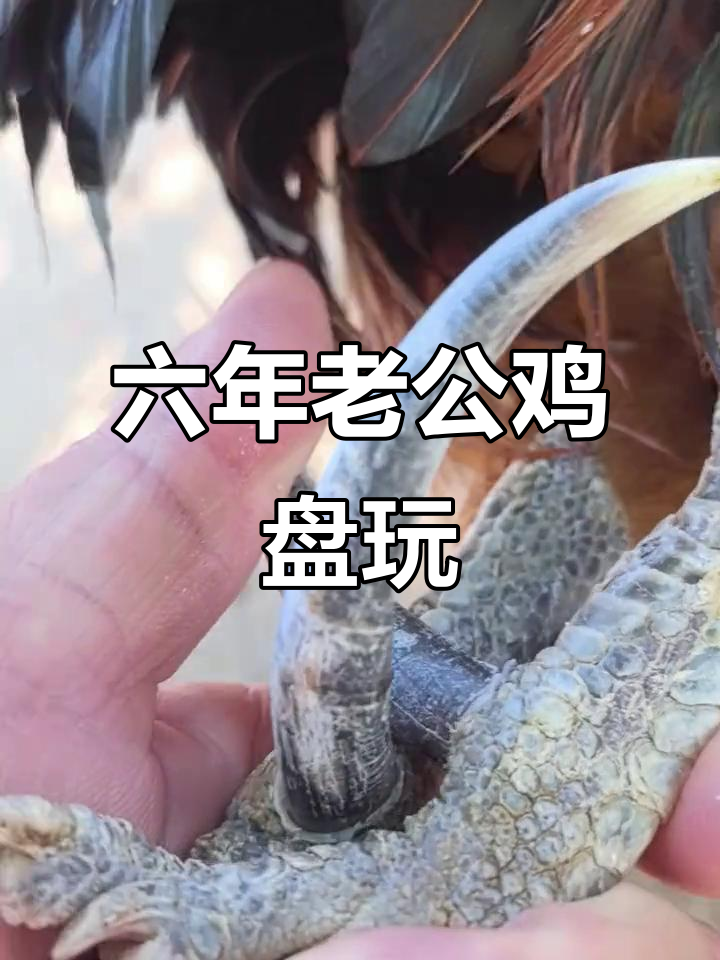 六年老公鸡,爪子弯曲超有特色!